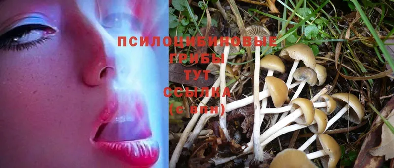 Псилоцибиновые грибы Psilocybe  Армянск 